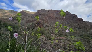 2024-11-GranCan-Guayadeque-020.jpg
